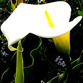 CANNING single titled 'Could We (Extended)' page link with artwork cover of a white Calla Lily released by RCMusic in 2020